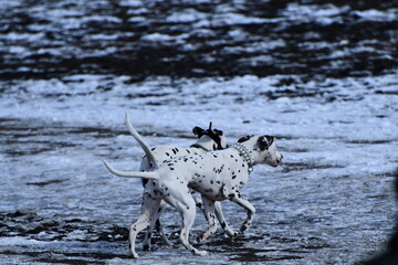dog running in Ice snow