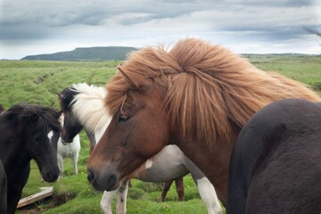 Icelandic horses in a green pasture
