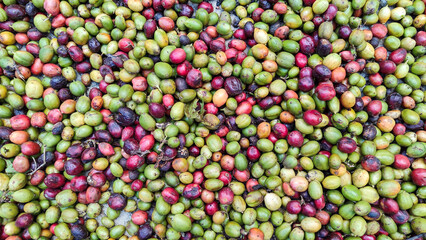 Indonesian Arabica coffee tree, in Curup Bengkulu the most superior coffee