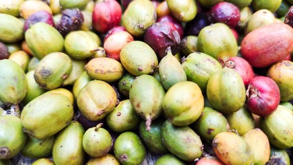 Indonesian Arabica coffee tree, in Curup Bengkulu the most superior coffee