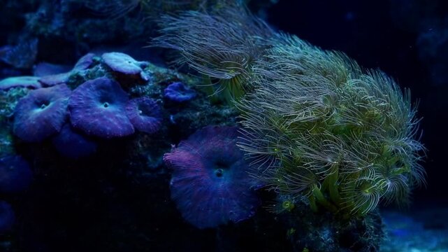 parazoanthus polyp colony on live rock stone, yellow crust sea anemone in strong current, animal soft coral, Discosoma mushroom anemone nano reef marine aquarium, popular beginner pet, LED blue light
