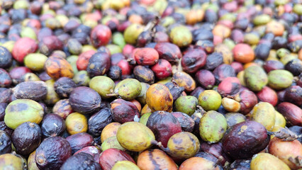 Indonesian Arabica coffee tree, in Curup Bengkulu the most superior coffee