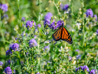 Monarchs in Alfalfa 