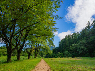 Obraz premium 新緑と春の公園 長野県白馬村