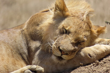 Close-up of a sleeping lion during a safari in Serengeti National Park. The lion rests peacefully, showcasing its golden fur and mane, perfectly blending with the dry, sunlit savannah landscape.