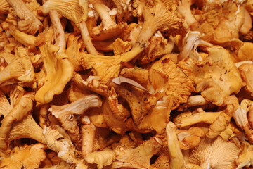  A close-up of freshly harvested chanterelle mushrooms, showcasing their bright orange-yellow hues and wavy, delicate gills