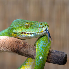 Sorong Green Tree Python 