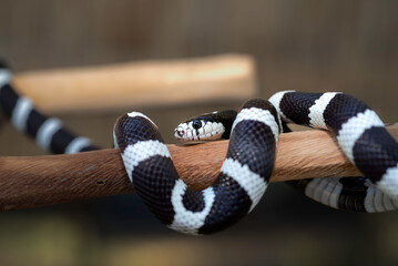 50/50 California Kingsnake