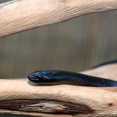 close up of a Mexican Black Kingsnake