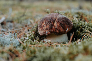 Single mushroom Boletus pinophilus, commonly known as the pine bolete or pinewood king bolete growing in the forest