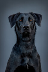 Portrait of a female black labrador malinois crossbreed dog in front of black studio background