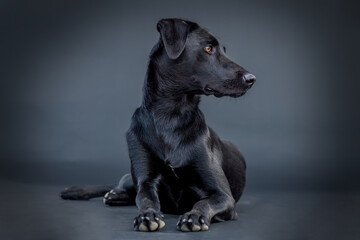 Portrait of a female black labrador malinois crossbreed dog in front of black studio background