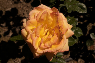 Colorful rose blooming in the garden. Closeup view of Rosa Centennial Star yellow flower, blooming in the park in spring.