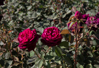 Red roses. Closeup view of Rosa The Prince red flower, blooming in the garden.