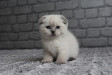 chatton blanc mignon