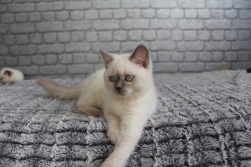 chatton allonger mignon blanc qui regarde la camera