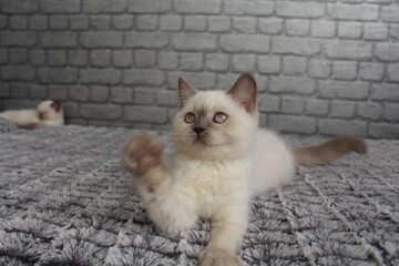 Fototapeta premium chatton blanc mignon