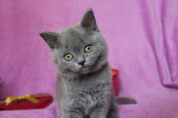 chatton gris mignon