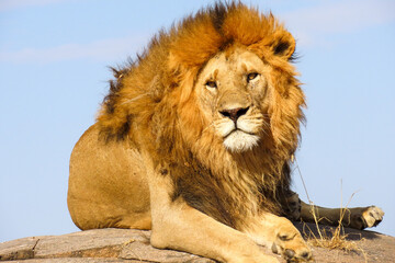 Majestic lion resting on a rock during a safari in the Ngorongoro Conservation Area, Tanzania. Close-up of its mane and serene posture in natural daylight, capturing the essence of African wildlife.