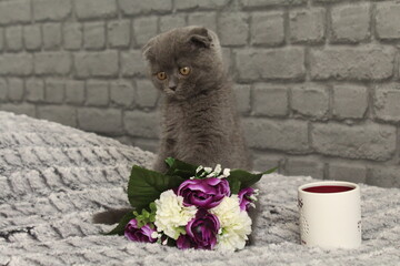 chaton gris sur un bouquet de fleur
