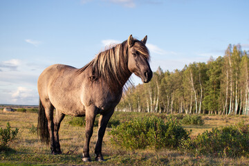 Portrait of semi-wild Konik Polski horse at Engure Lake Nature Park, Latvia at autumn © Julija