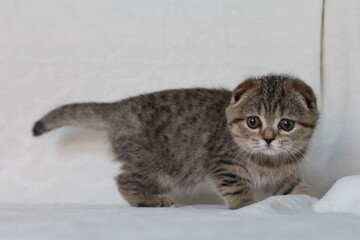 un chaton mignon tigrer