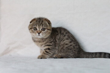chatton avec des oreilles plier mignon