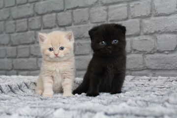 2 chatton noir et blanc mignon