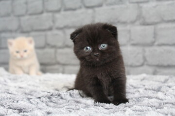 chatton noir avec des oreilles plier mignon