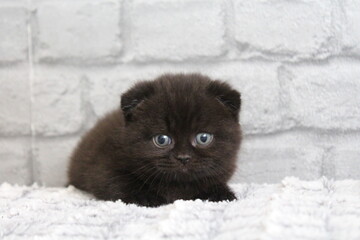 chatton noir avec des oreilles plier mignon