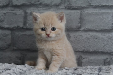 chatton mignon