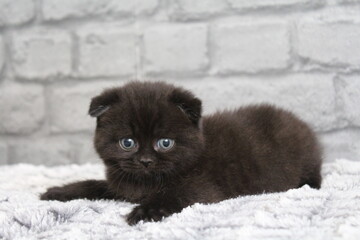 chatton noir avec des oreilles plier mignon