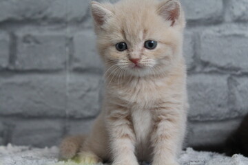 chatton mignon