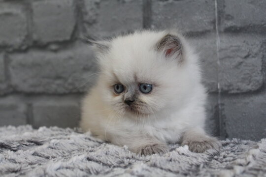 chaton blanc mignon