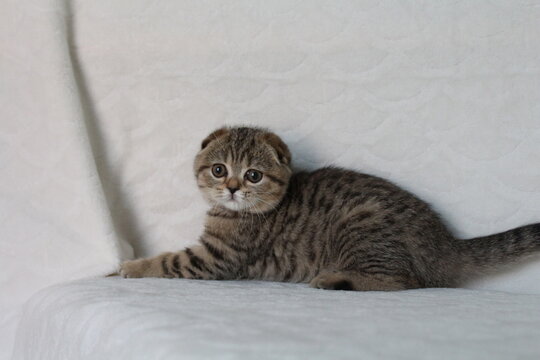 un chaton mignon tigrer