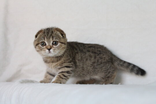un chaton mignon tigrer