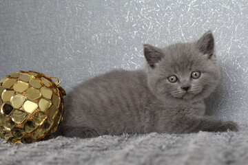 chatton mignon