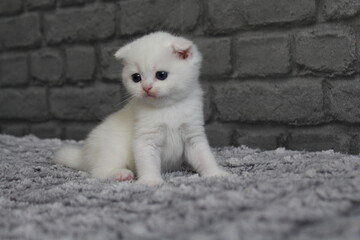 chatton blanc mignon
