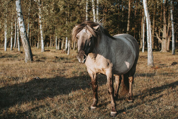 Portrait of semi-wild Konik Polski horse at Engure Lake Nature Park, Latvia at autumn © Julija