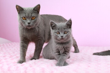 chatton mignon avec sa mere