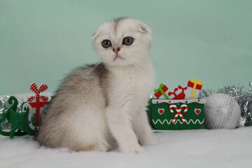 chat avec des jouet de noel et des oreilles plier