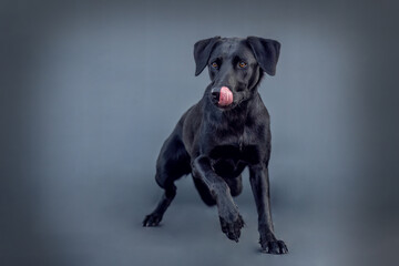 Portrait of a female black labrador malinois crossbreed dog in front of black studio background