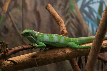 green endemic lizard in forest