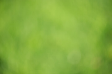 Abstract green natural defocus background. Blurred greenery