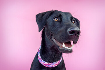 Obraz premium Cute colorful portrait of a female labrador x malinois crossbreed dog in front of pink studio background