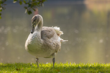 Młody łabędź na brzegu jeziora. © Daniel