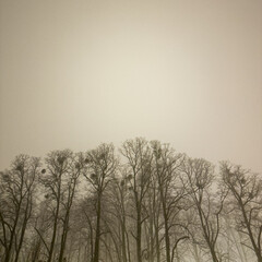 trees in the fog