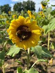 sunflower in field with butterfly and bees