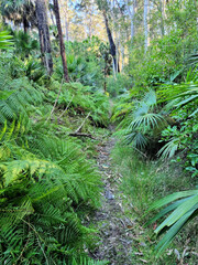 The Duras Lake Discovery Trail winding through spotted gum coastal forest ferns and cycads. Located in the Murramarang National Park, on the New South Wales South Coast Australia