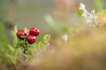 Red ripe lingonberries (Vaccinium vitis-idaea), defocused image.